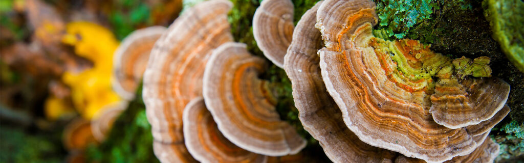 The Top 8 Cancer Fighting Mushrooms