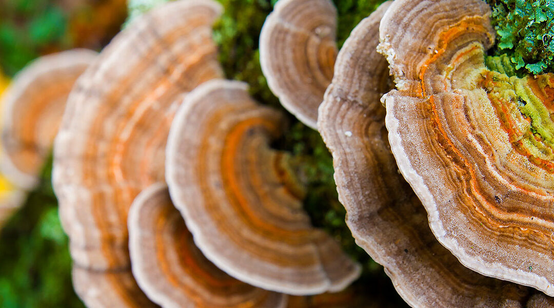 The Top 8 Cancer Fighting Mushrooms