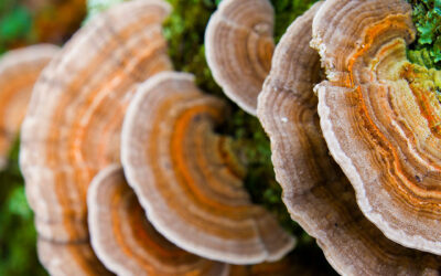 The Top 8 Cancer Fighting Mushrooms