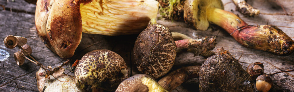 A Quick Guide to the Lifestyle, Diet and Supplements for Longevity