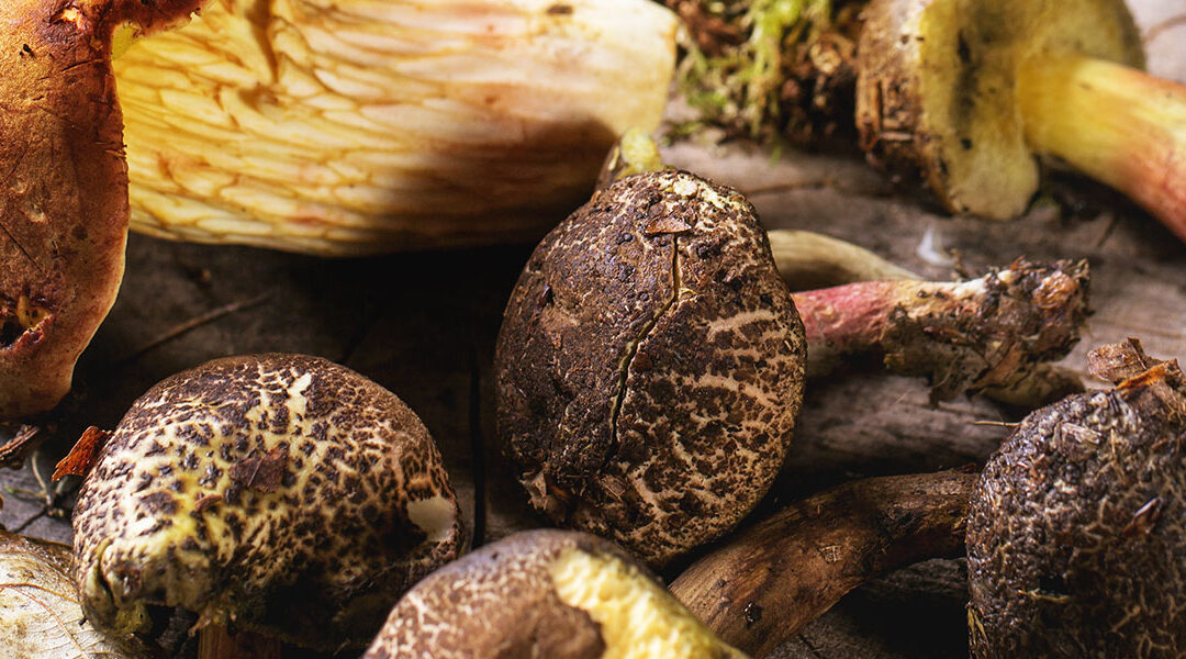 A Quick Guide to the Lifestyle, Diet and Supplements for Longevity