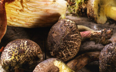 A Quick Guide to the Lifestyle, Diet and Supplements for Longevity