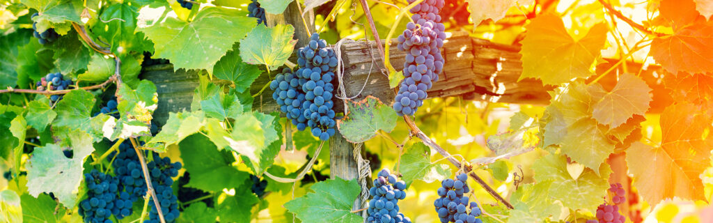 How to Live Longer with These 7 Phenomenal Compounds