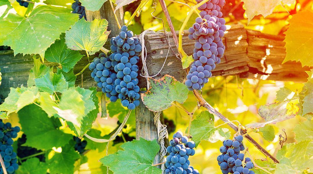 How to Live Longer with These 7 Phenomenal Compounds