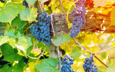 How to Live Longer with These 7 Phenomenal Compounds