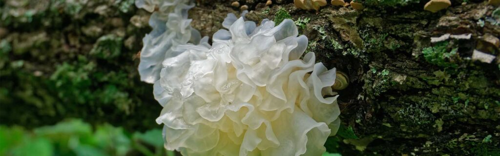 The Beauty Mushroom: Tremella