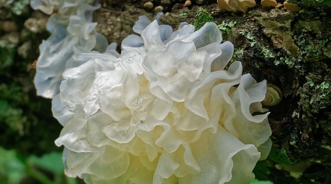 The Beauty Mushroom: Tremella