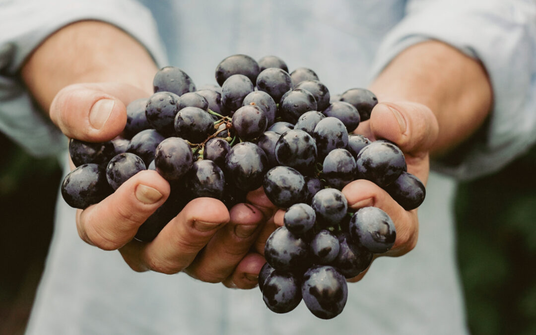 Are Dry Farm Wines the Key to Longevity? 